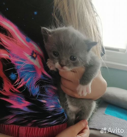 Котята