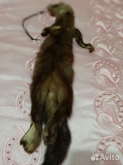 Соболь, целиковая шкурка