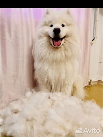 Самоед Вязка