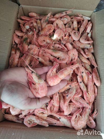 Лангустины.Креветки