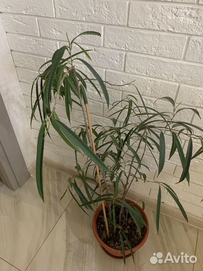 Фикус. Сорт Али