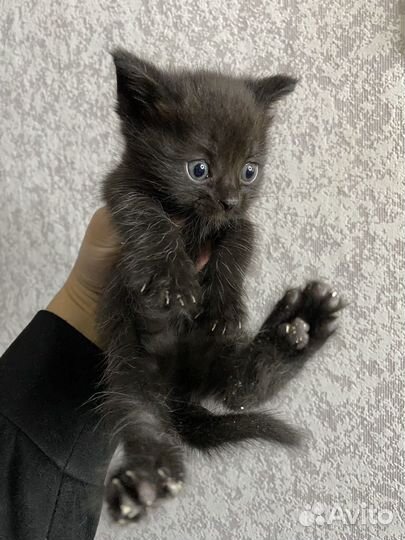 Шотландская помесь