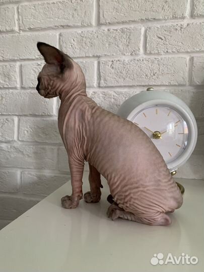 Канадский сфинкс