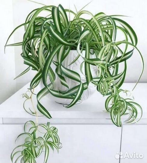 Хлорофитум кудрявый (кучерявый) Бонни