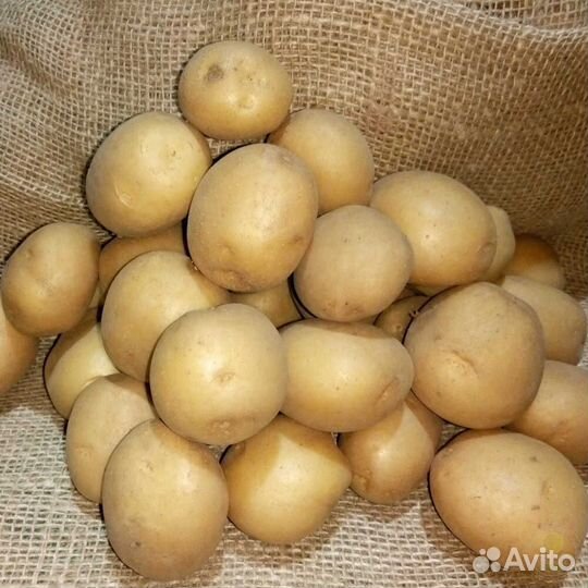 Картофель семенной Коломбо