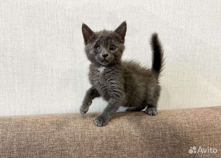 Дымчатая Ася