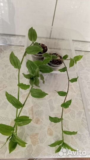 Традесканции