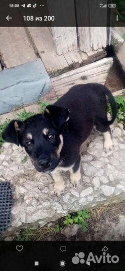 Щенок в добрые руки бесплатно