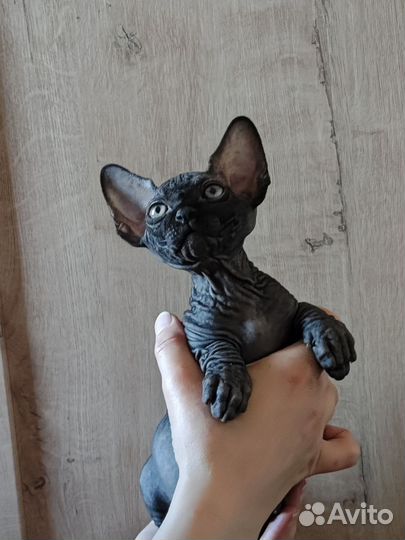 Котята канадского сфинкса
