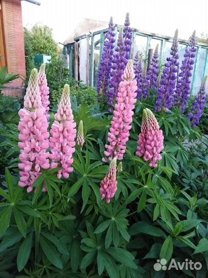 Люпин,вербенник,турец гвоздика,хризантемма,жемчужн