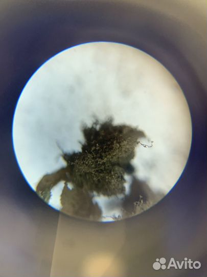 Репетитор по биологии