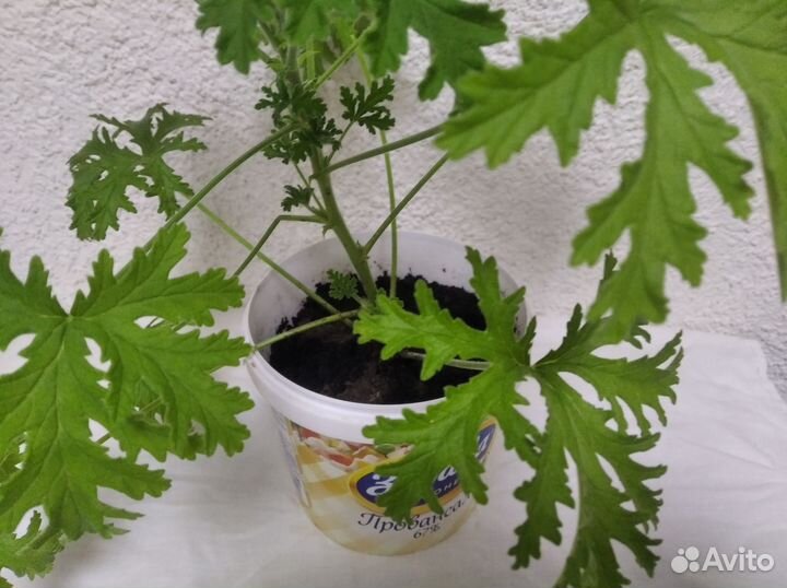 Комнатные растения Лимонник