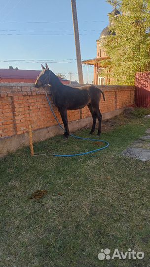 Англо рысак