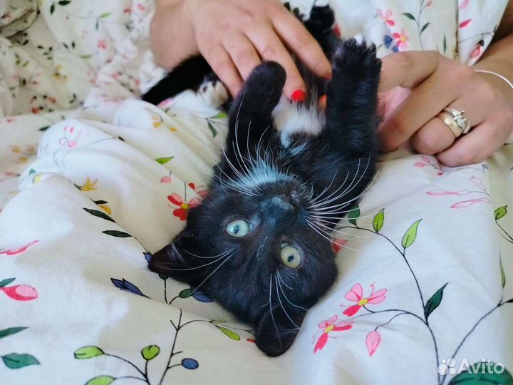 Котята бесплатно