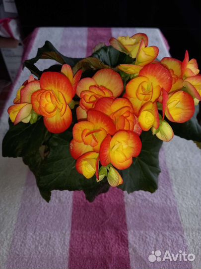 Бегония элатиор