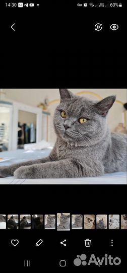 Британка в добрые руки