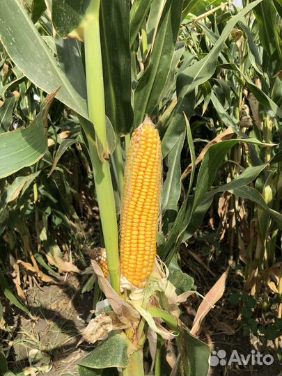 Семена кукурузы Сспк Ккз 