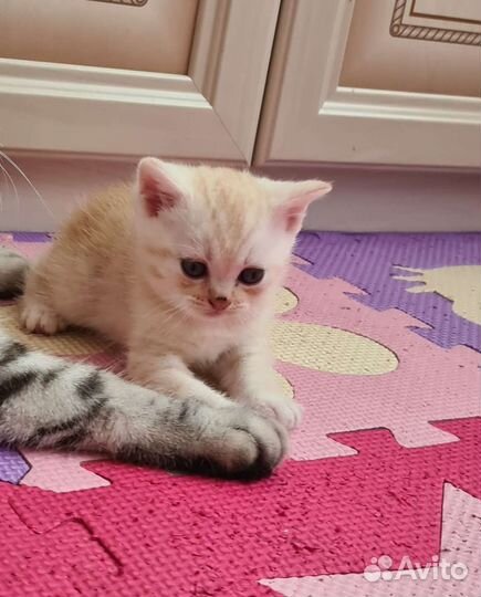Шотландские прямоухие котята
