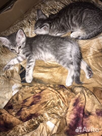 Котята помесь шотландца и британца