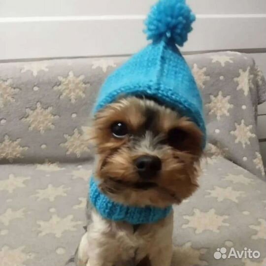 Шапочки для собак одежда