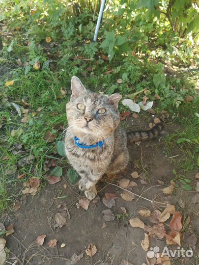 Найден, прибудился кот