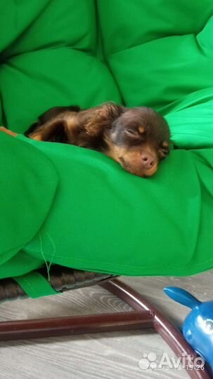 Мини той-терьер вязка