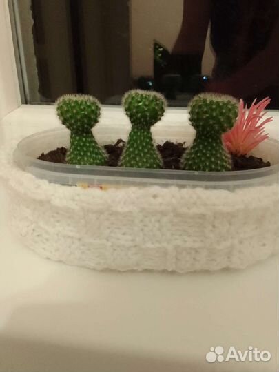 Кактусы цветущие