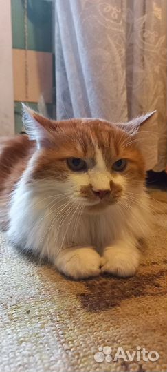 Котику очень нужен дом