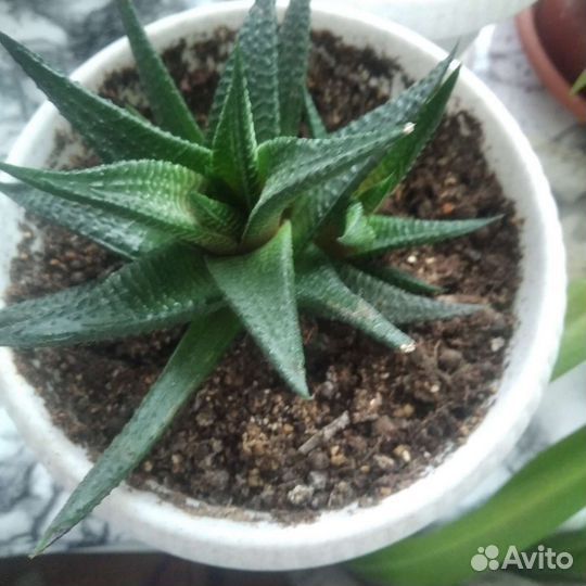 Комнатные растения