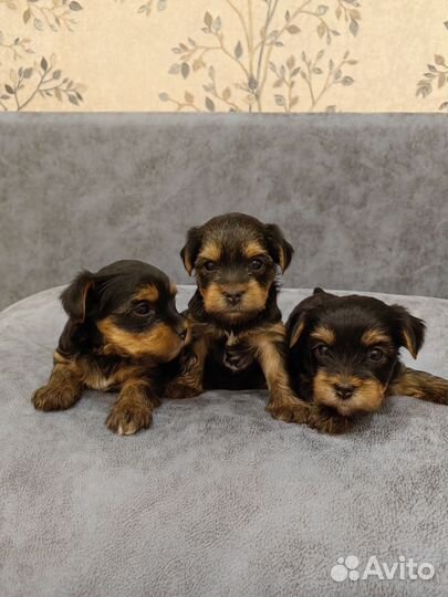 Йоркширский терьер