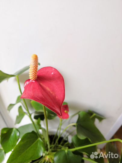 Комнатные цветы антуриум
