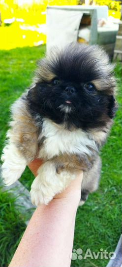 Щенки пекинеса