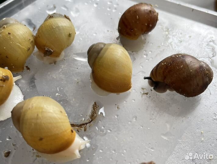 Улитки архахатины и лимиколярии