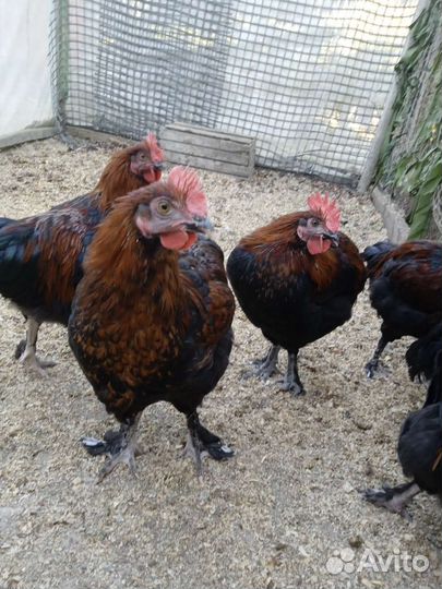 Петухи марана ч/медного, яйцо виандота серебро