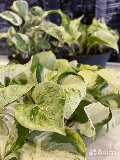 Сциндапсус