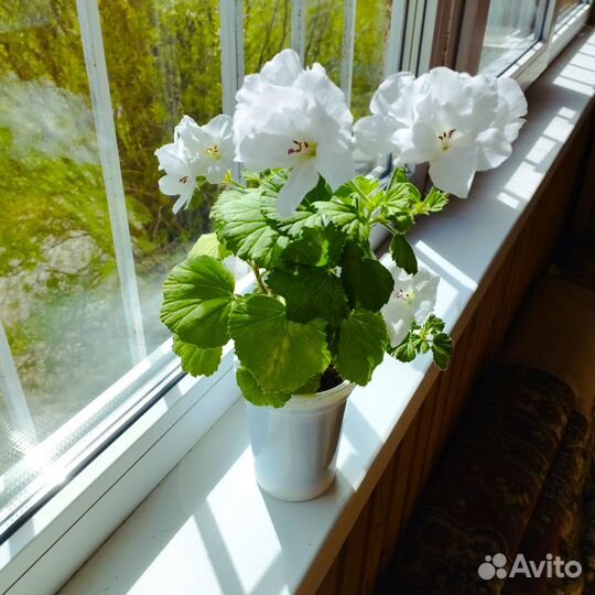 Пеларгония королевская белая