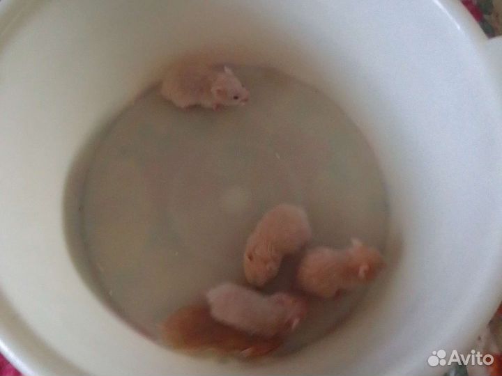 Сибирские хомячки
