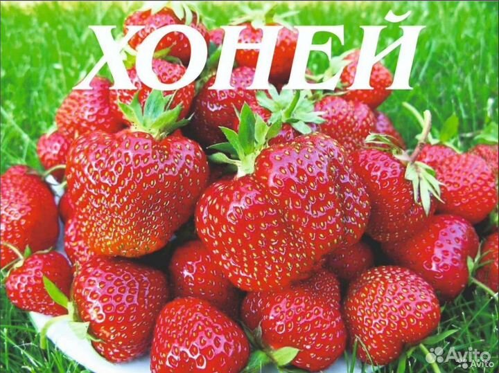 Земляника от Семериковых