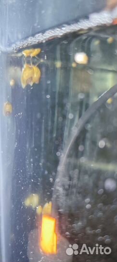 Аквариумные улитки ампулярии