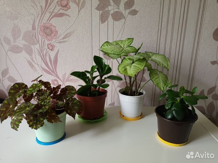 Комнатные цветы