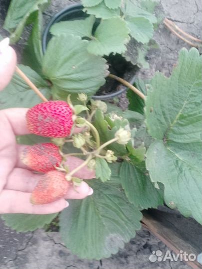 Саженцы ремонтантной клубники