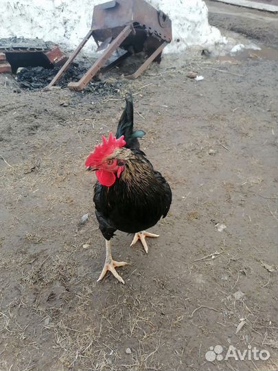 Домашние куриные яйца