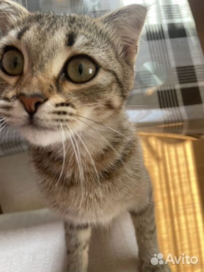 Кошка в дар бесплатно
