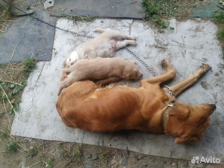 Щенок в добрые руки бесплатно