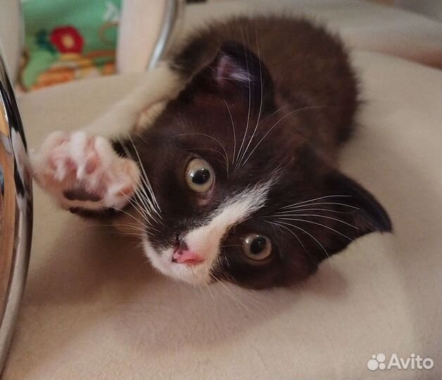 Кошечке нужен дом