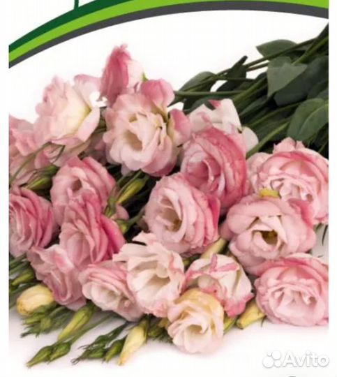 Рассада цветов эустома