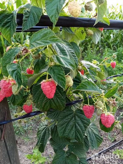 Саженцы малины маравилла