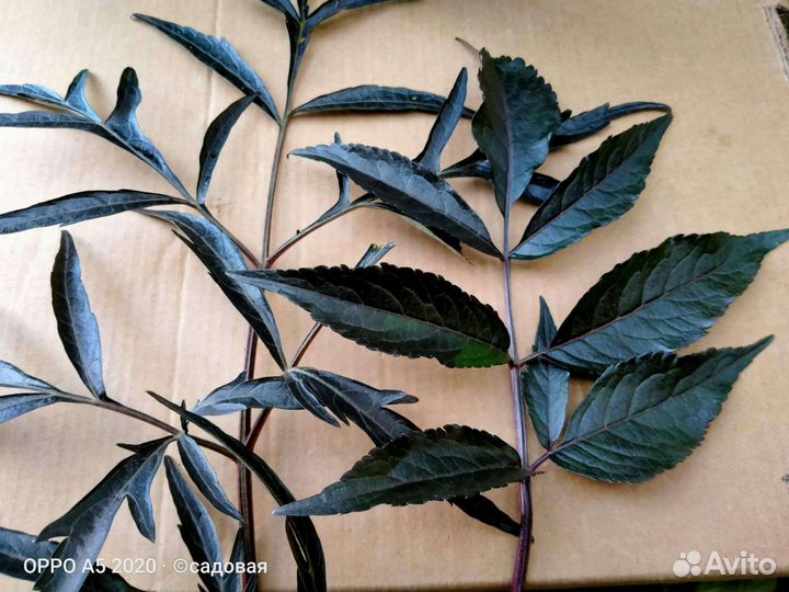 Бузина черная