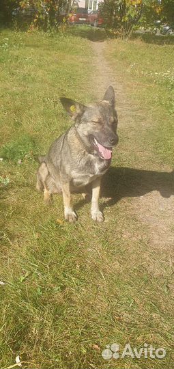 Ласковая собака улыбака