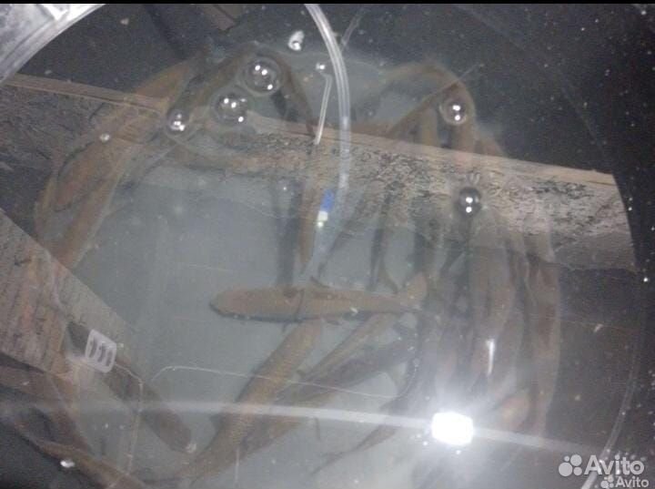 Живец для рыбалки